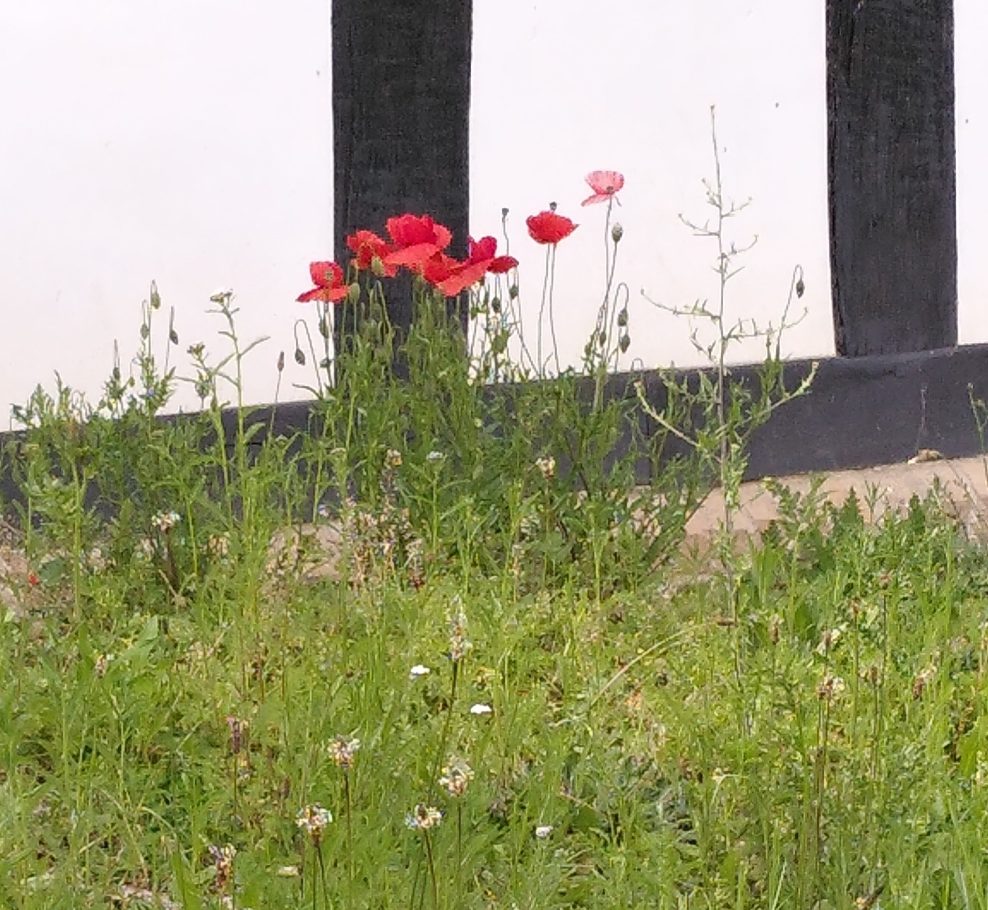 Blumenwiesen bringen einem die Natur direkt vor die Haustür.