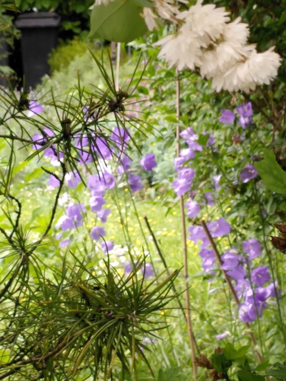 Bei der Gartenplanung schaffe ich Räume zum wohlfühlen.